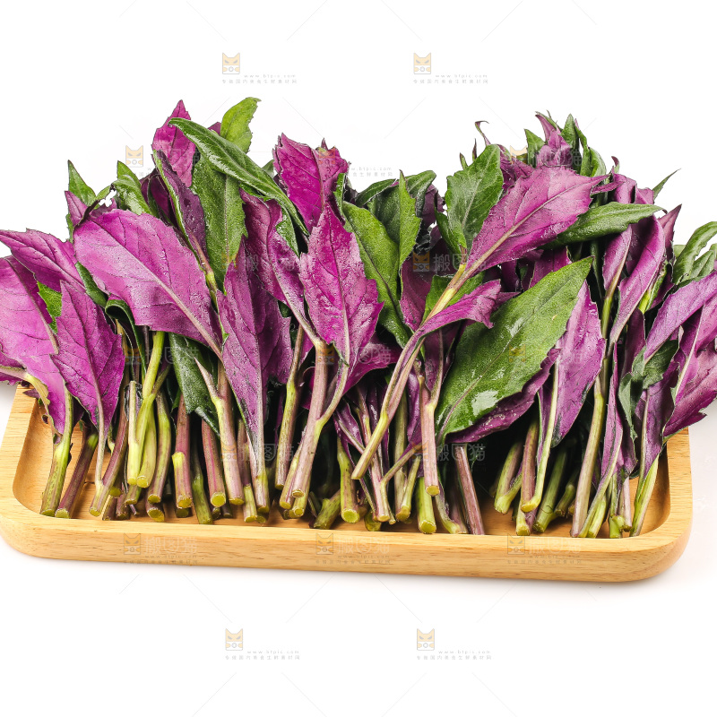 白底上的紫背天葵