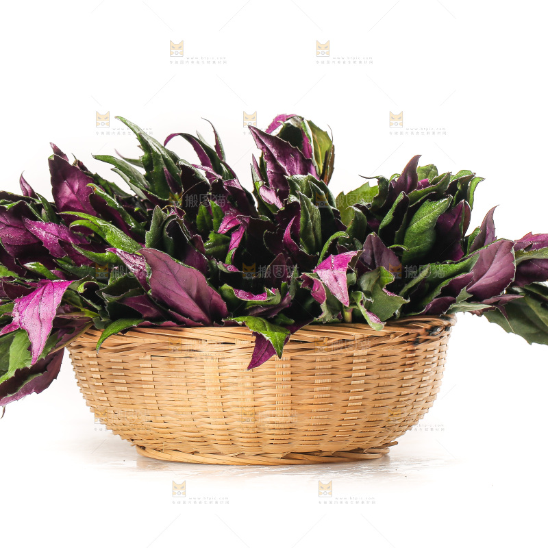 白底上的紫背天葵