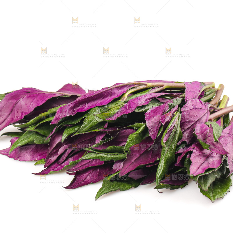 白底上的紫背天葵