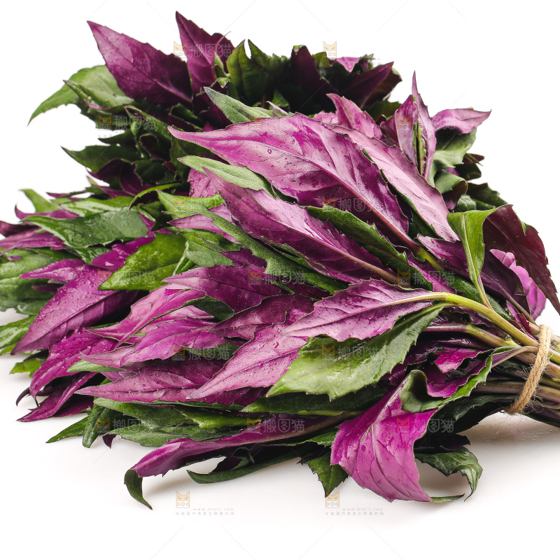 白底上的紫背天葵