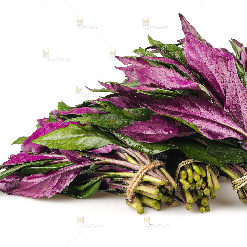 白底上的紫背天葵