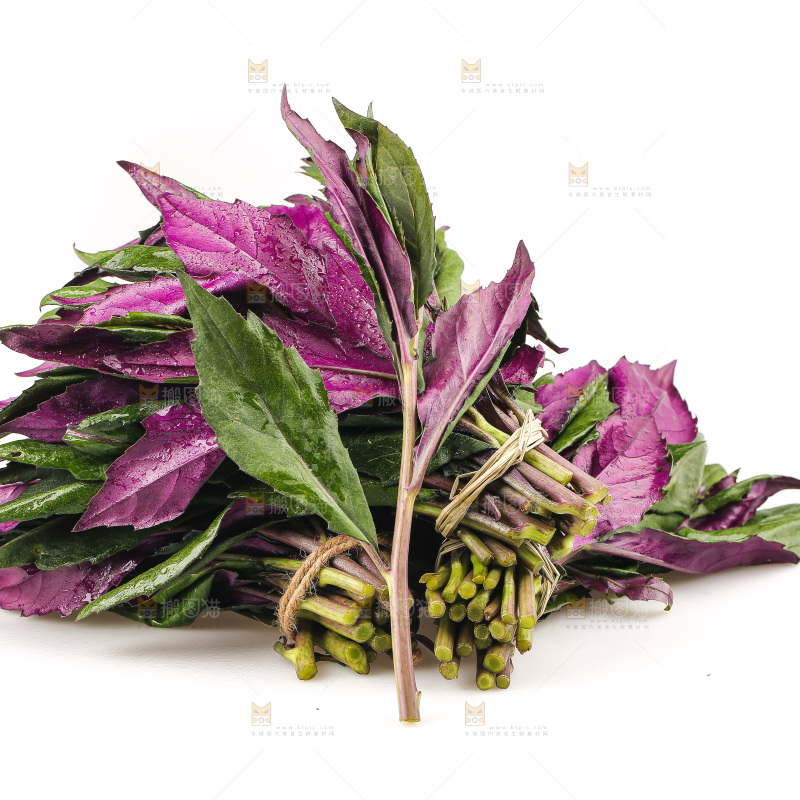 白底上的紫背天葵