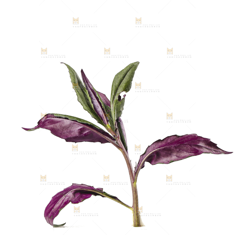 白底上的紫背天葵