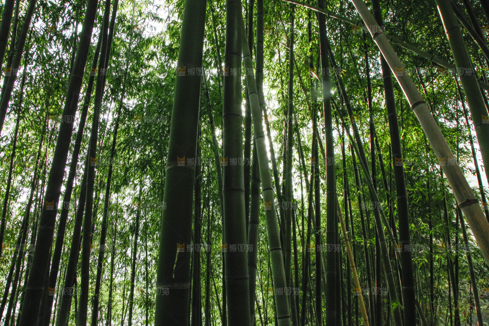 大片竹林