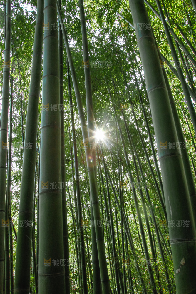 大片竹林