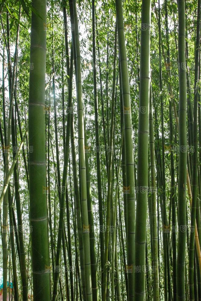 大片竹林
