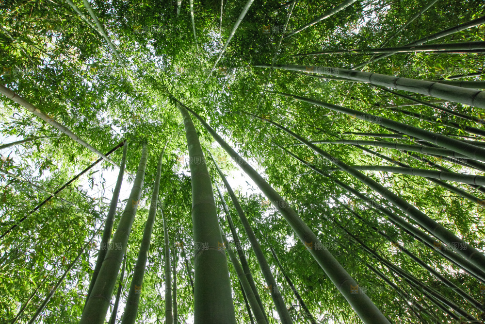大片竹林