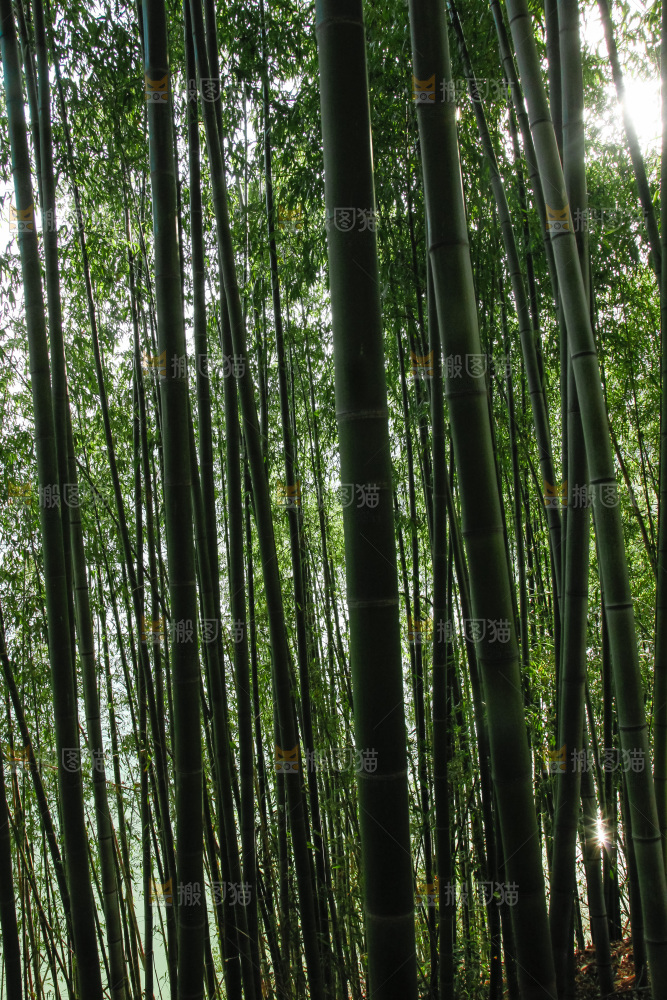 大片竹林