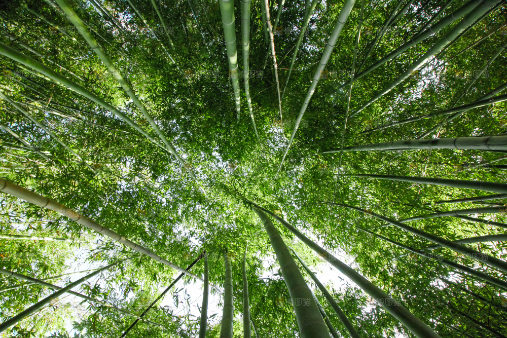 大片竹林
