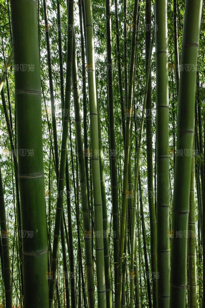 大片竹林