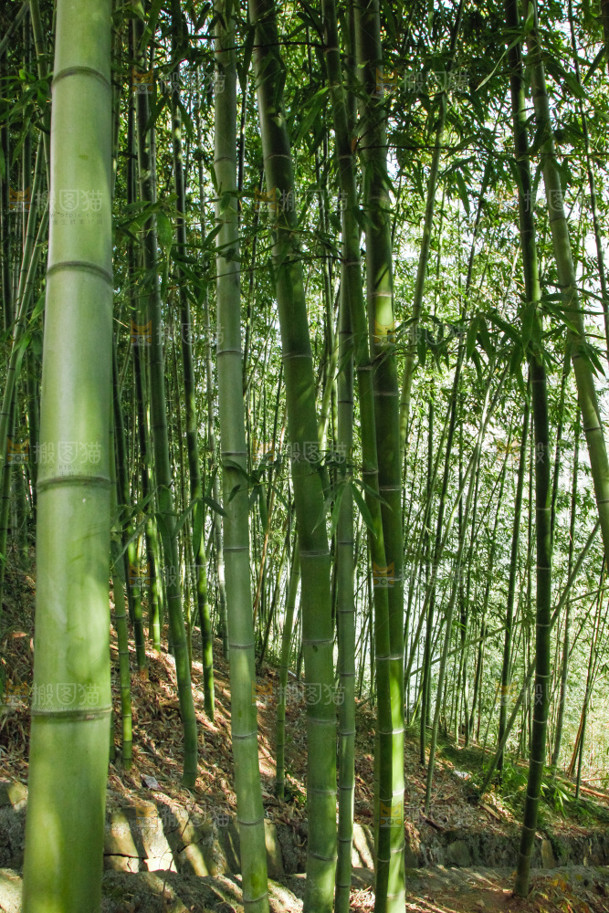 大片竹林