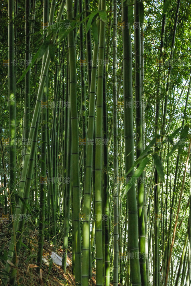 大片竹林