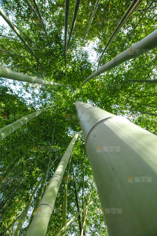 大片竹林