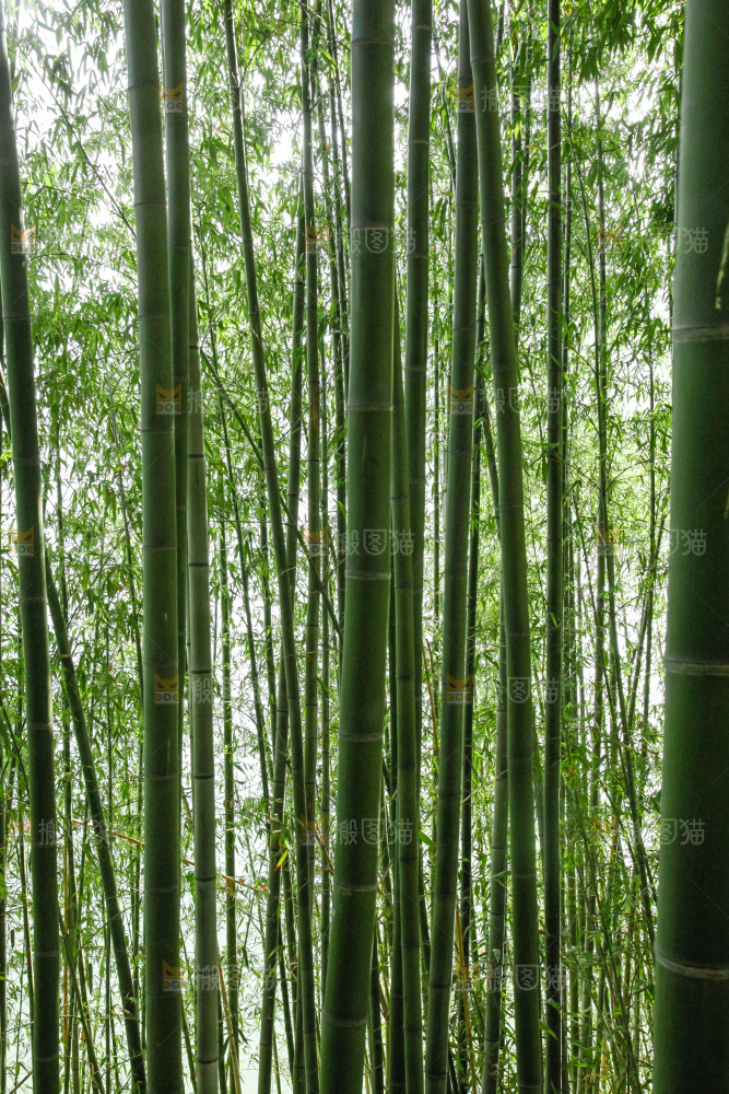大片竹林