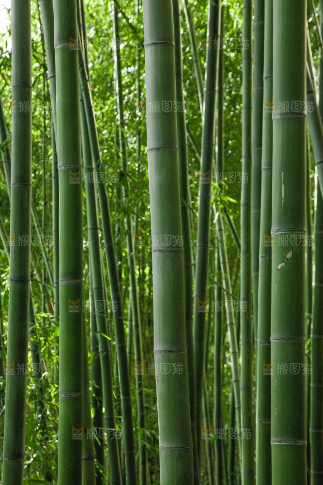 大片竹林