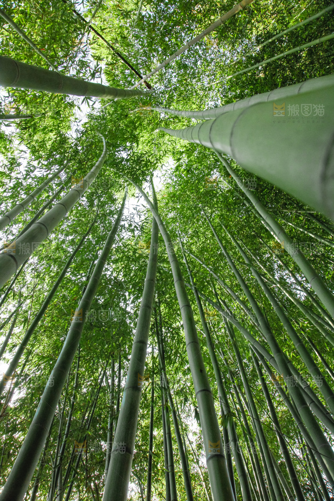 大片竹林
