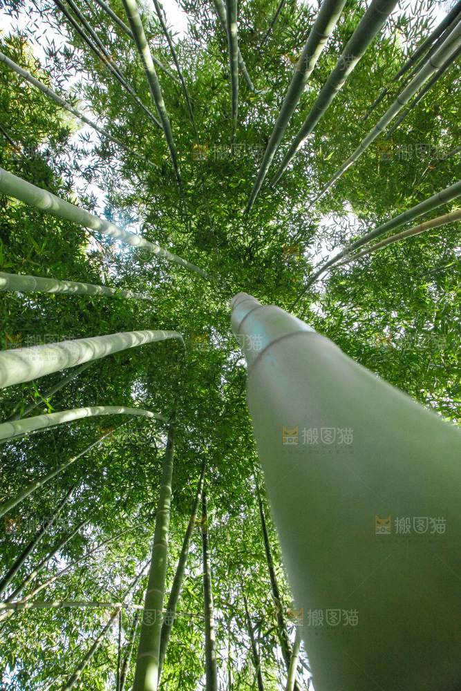 大片竹林