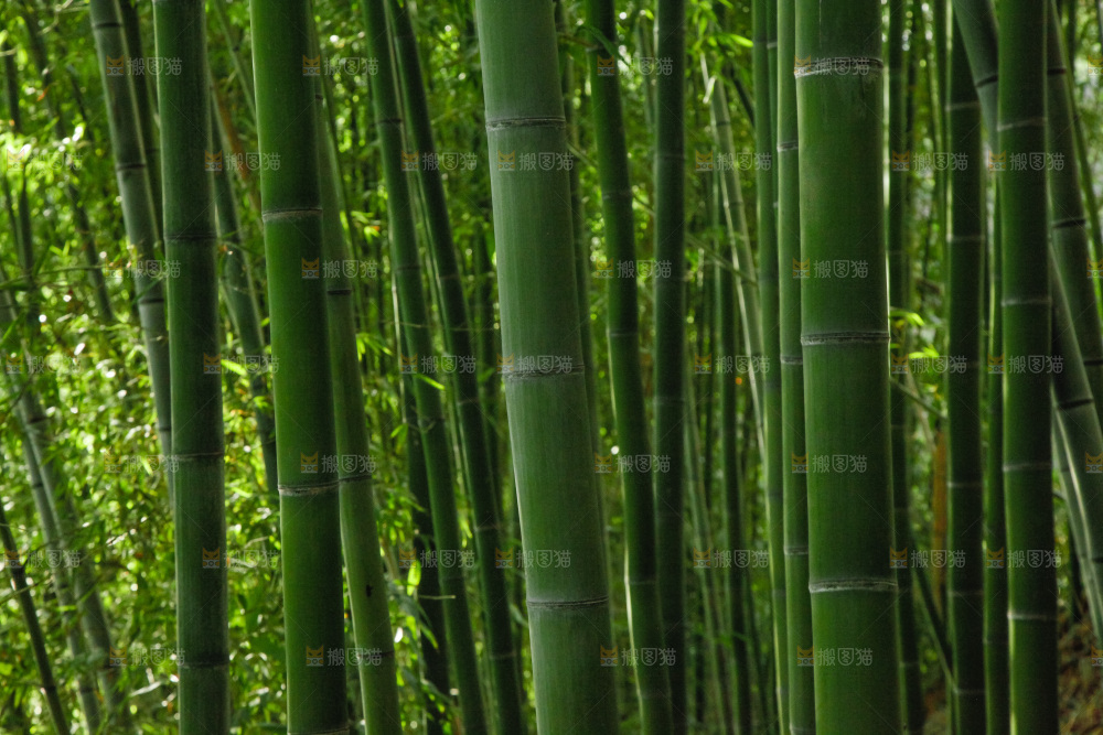 大片竹林