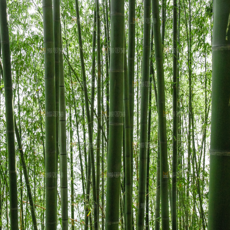 大片竹林