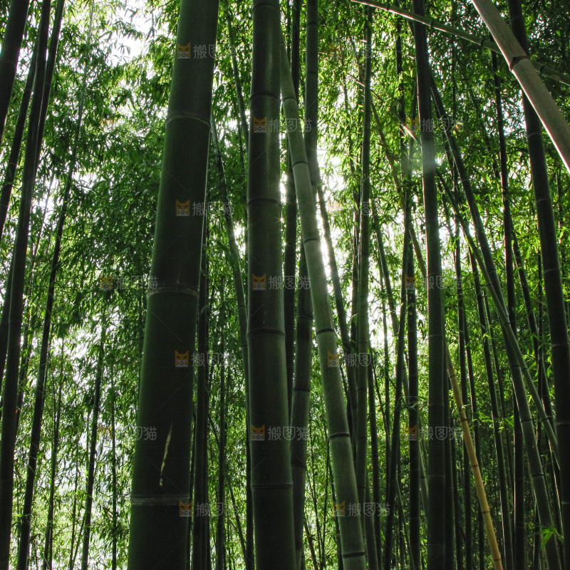 大片竹林