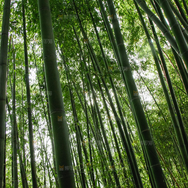 大片竹林