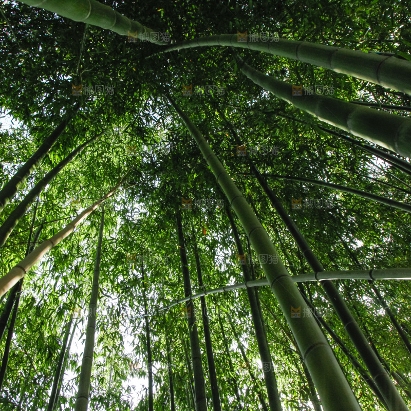 大片竹林