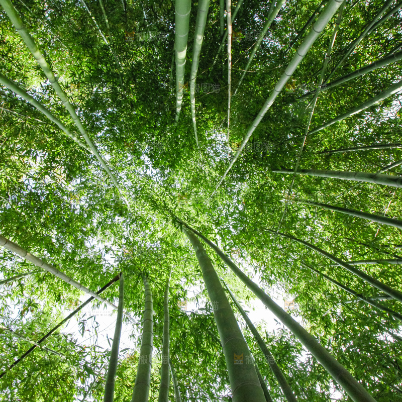 大片竹林