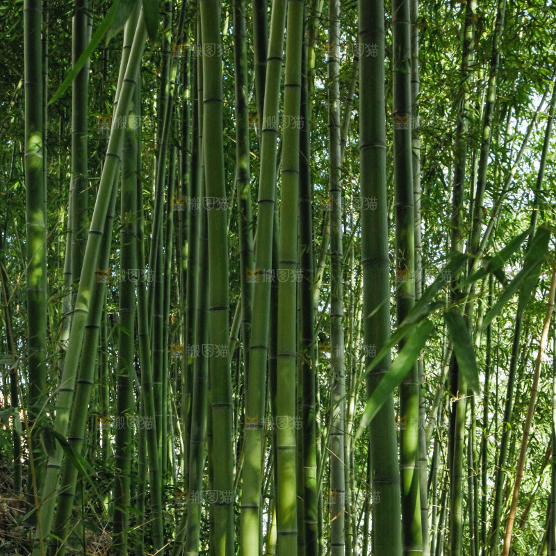 大片竹林