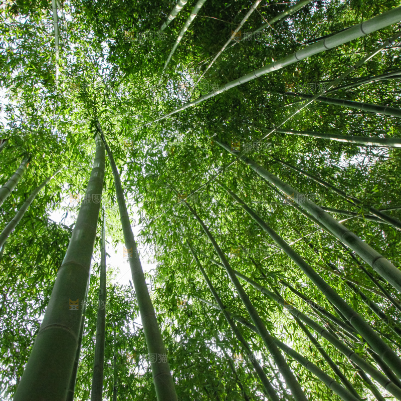 大片竹林