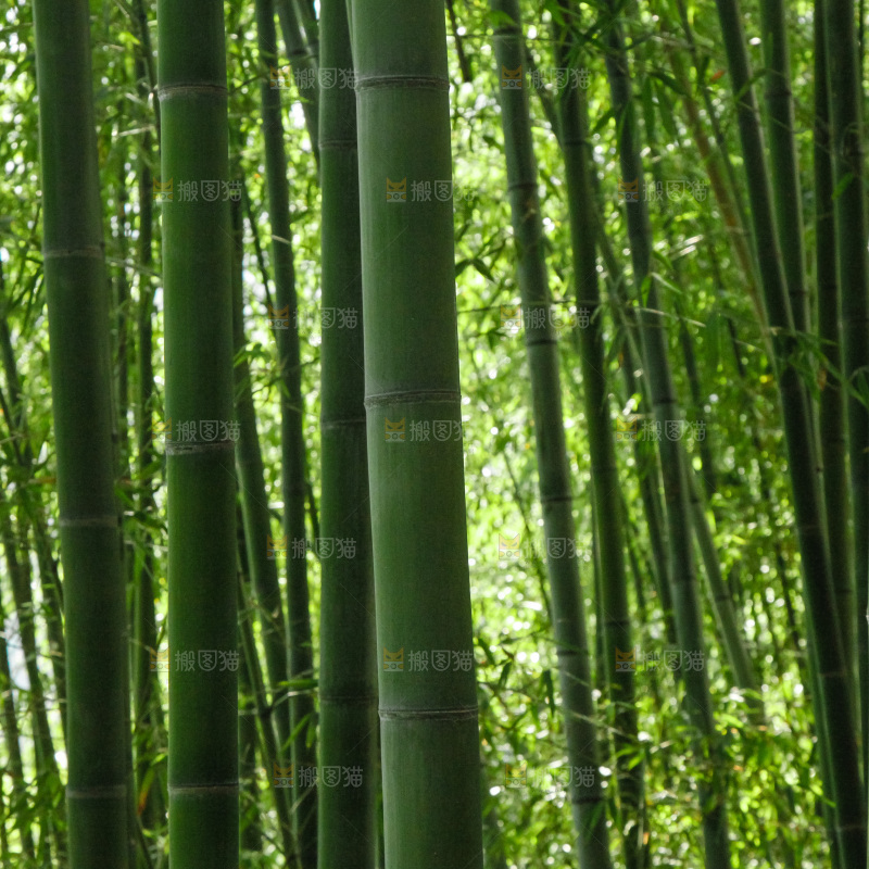 大片竹林