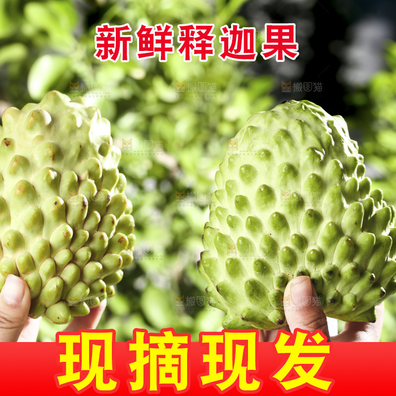 手里拿着释迦果