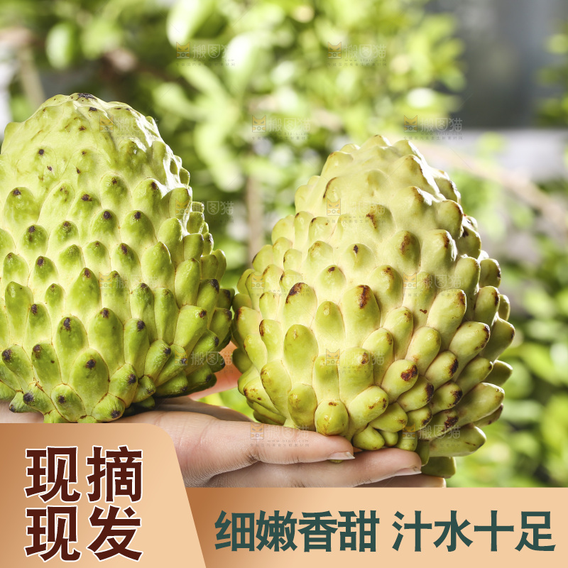 手里拿着释迦果