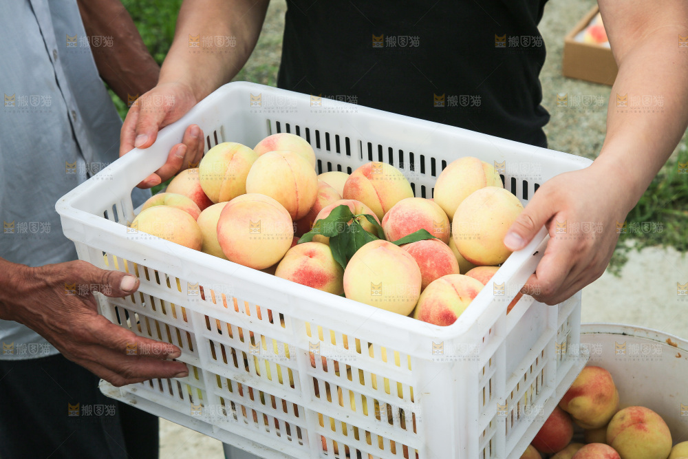 手里拿着现摘水蜜桃
