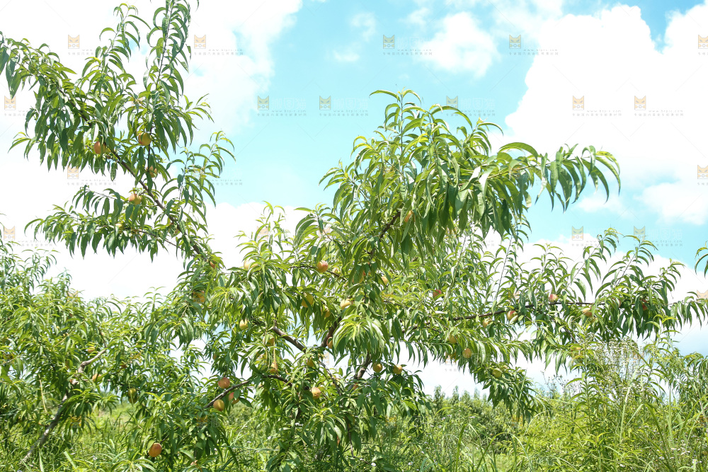 手里拿着现摘水蜜桃