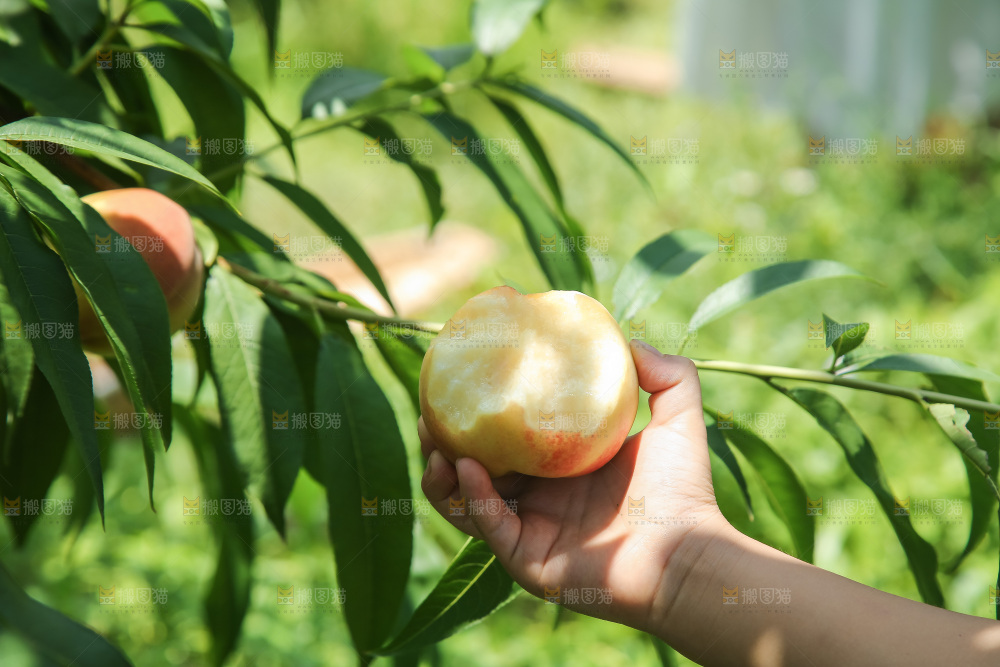 手里拿着现摘水蜜桃