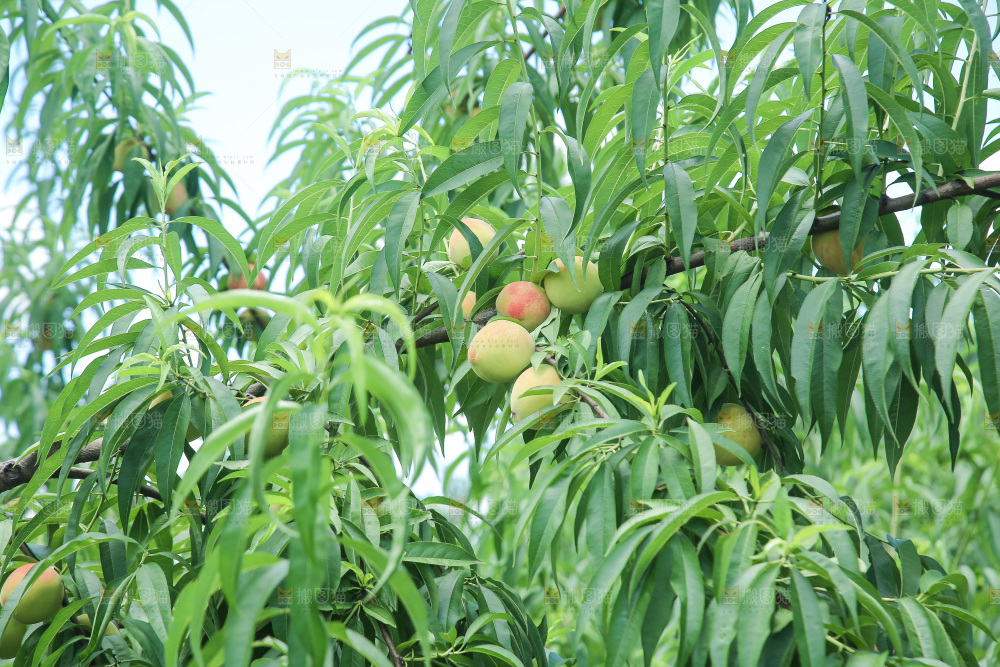 手里拿着现摘水蜜桃