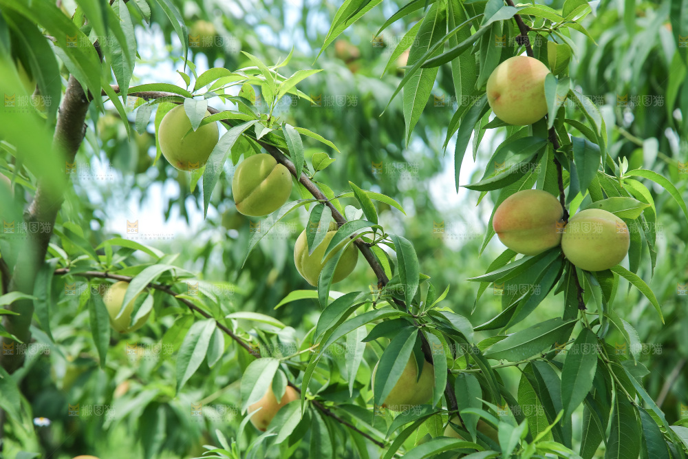 手里拿着现摘水蜜桃