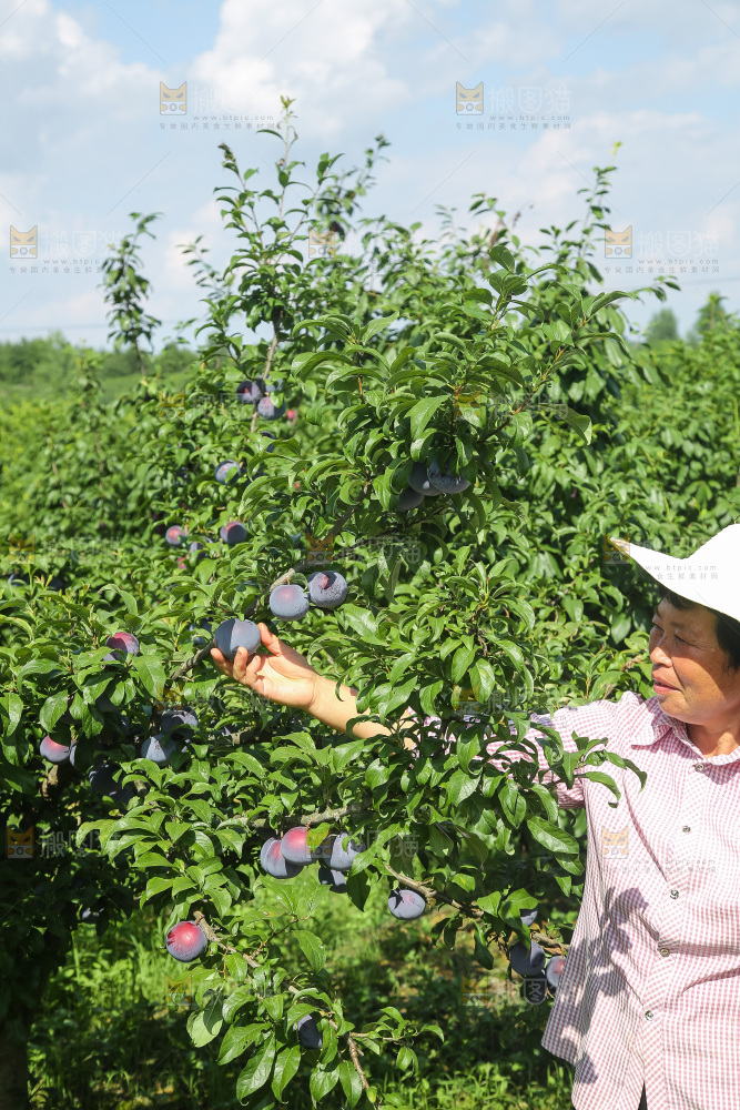 新鲜现摘黑布林
