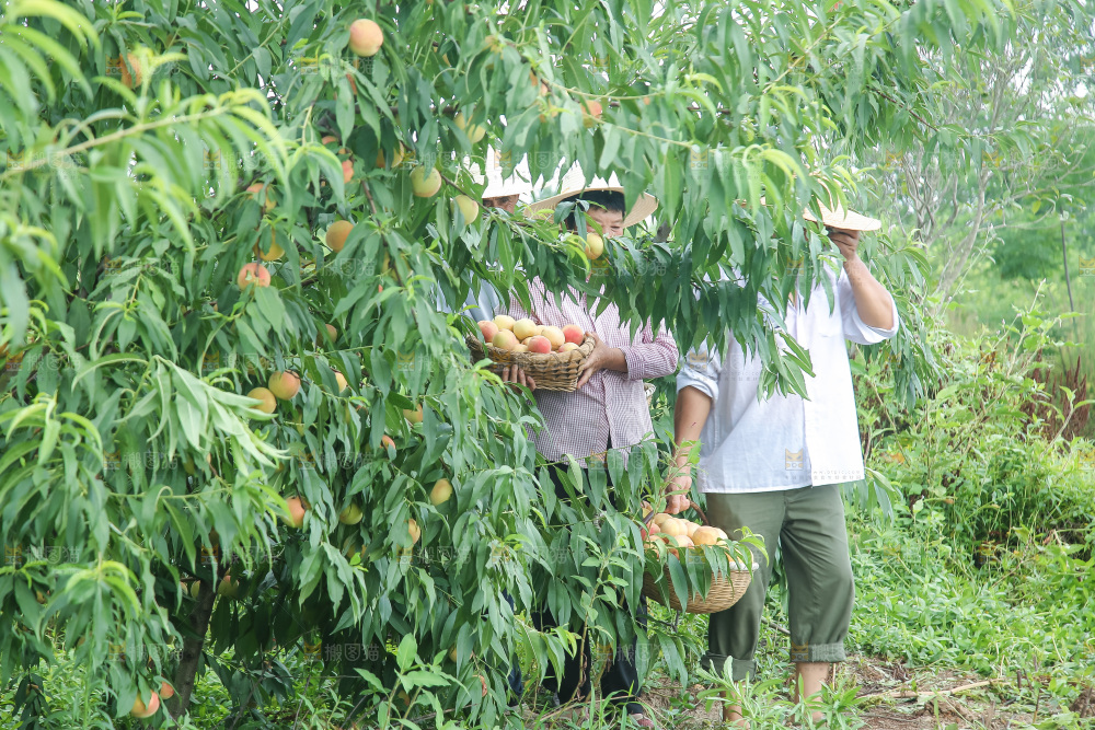 手里拿着现摘水蜜桃