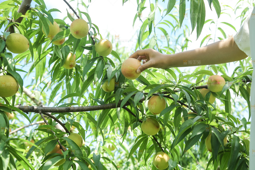 手里拿着现摘水蜜桃