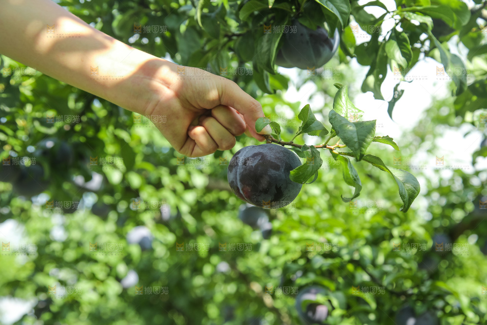 新鲜现摘黑布林