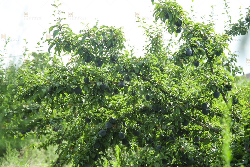 新鲜现摘黑布林