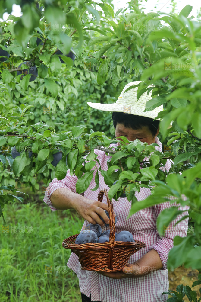 新鲜现摘黑布林