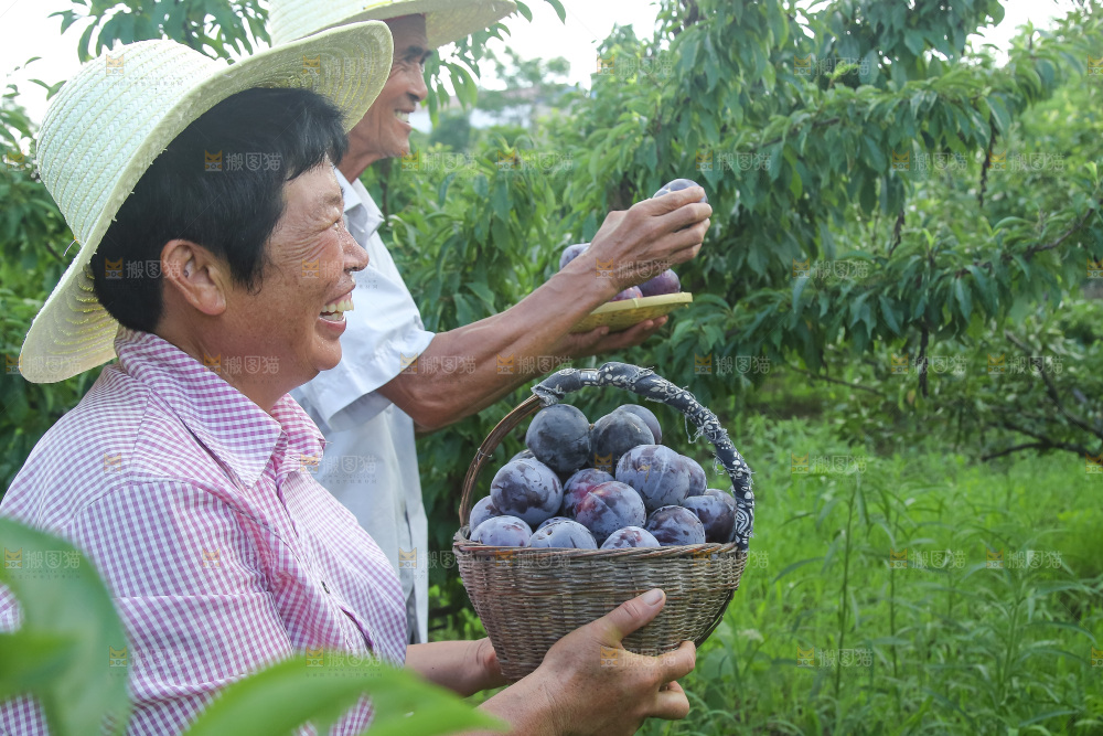 新鲜现摘黑布林