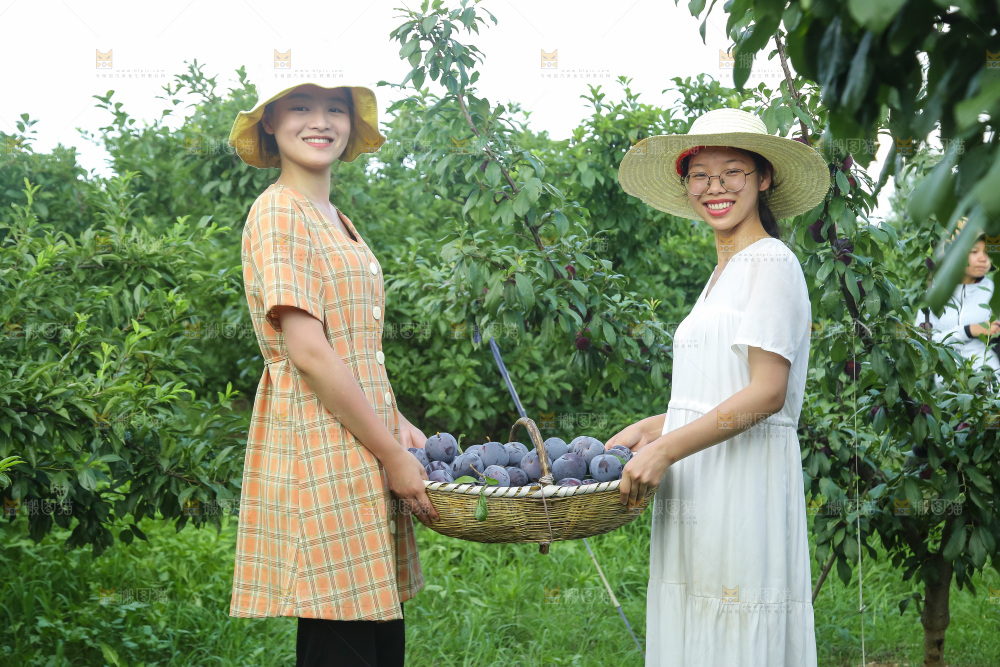 新鲜现摘黑布林