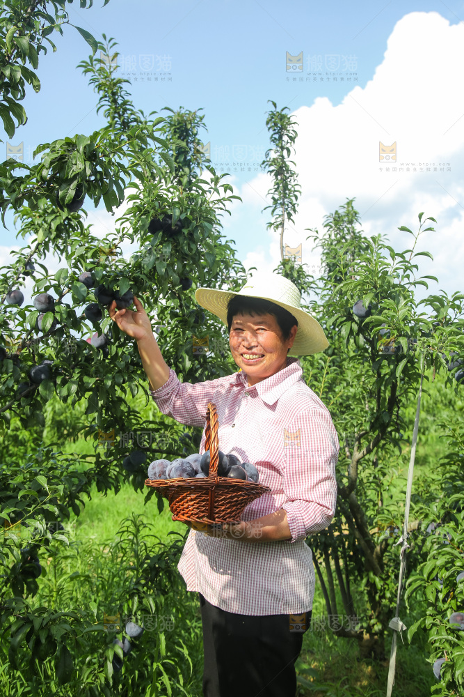 新鲜现摘黑布林