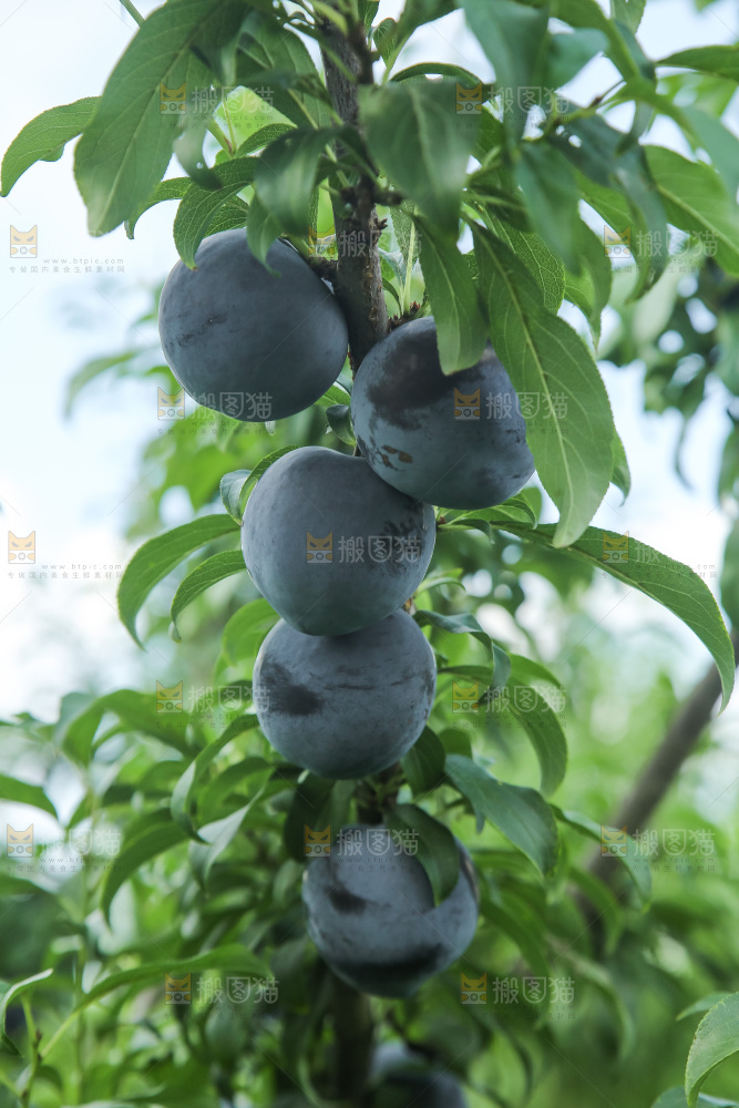 新鲜现摘黑布林