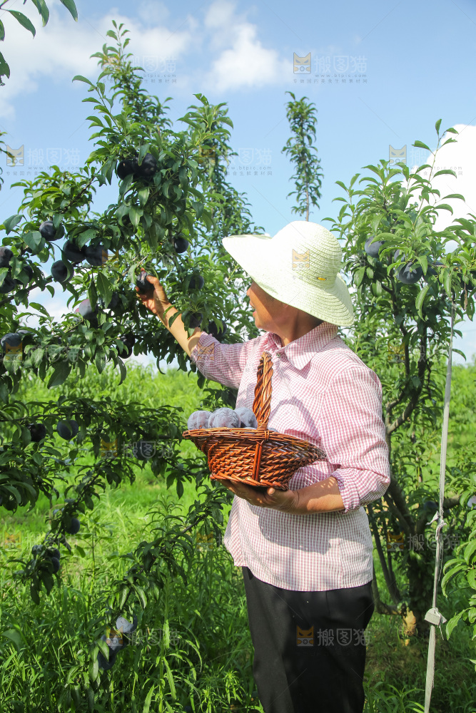 新鲜现摘黑布林
