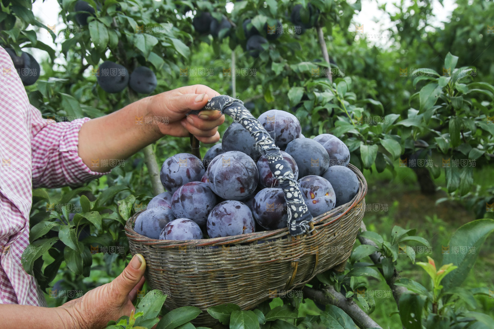 新鲜现摘黑布林