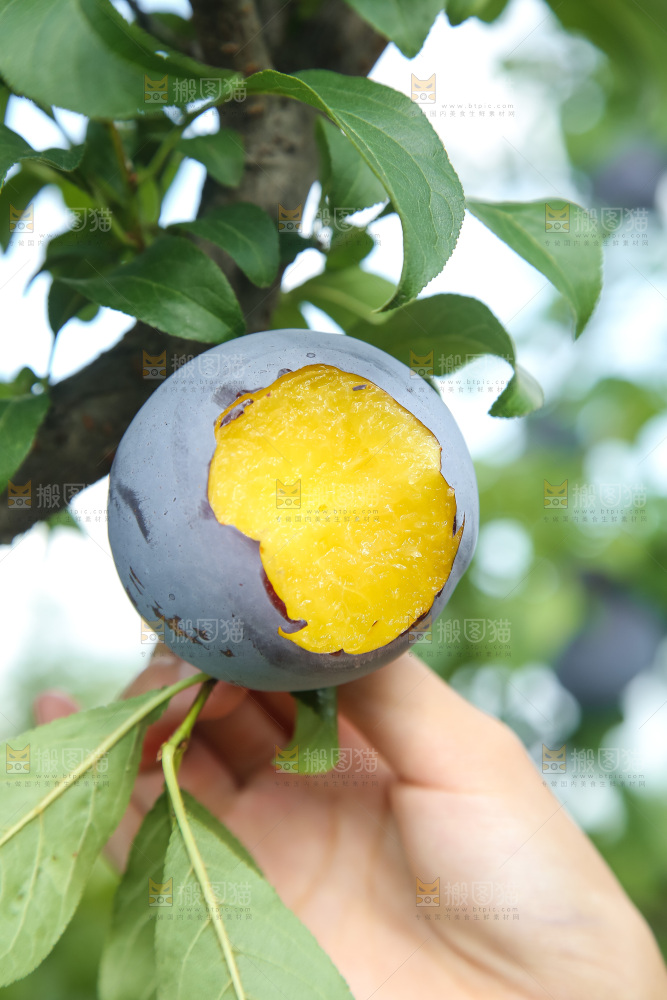 新鲜现摘黑布林